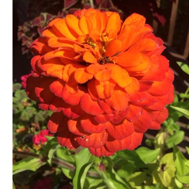 Zinnia elegans
