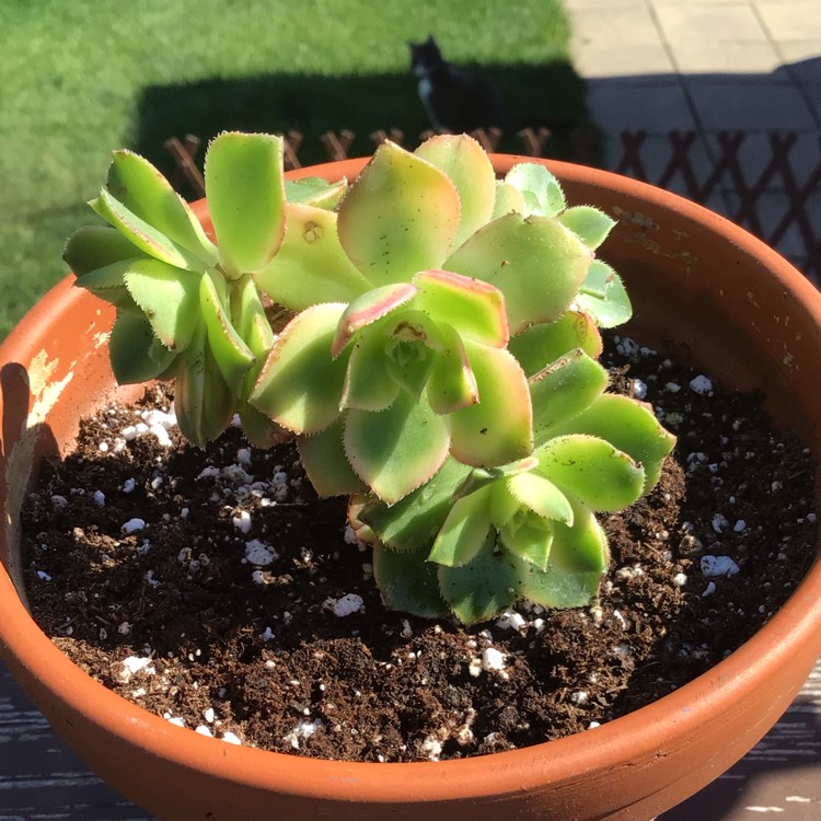 Plant image Echeveria Noble