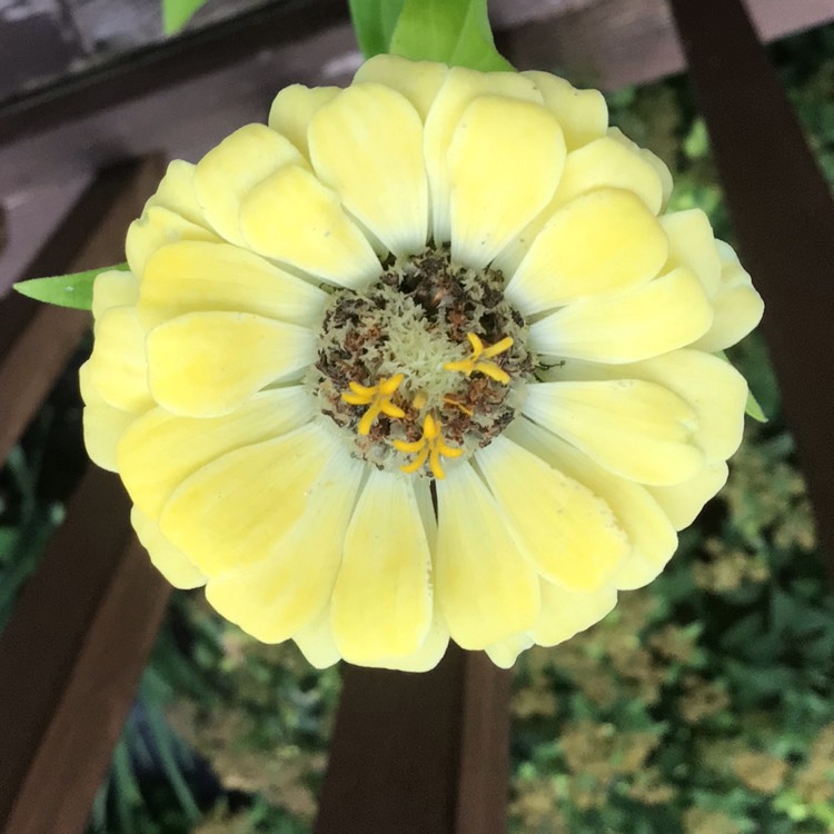 plant image 1622074 plant image 1622074