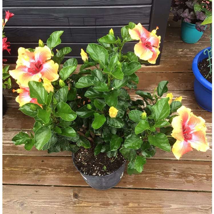 plant image 1623408 plant image 1623408