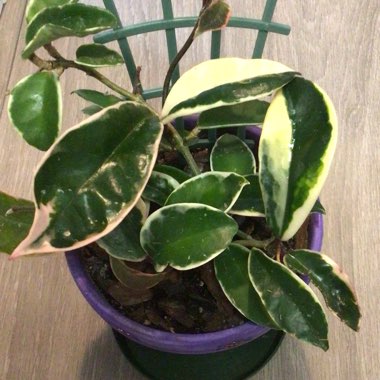 Hoya Krimson Queen