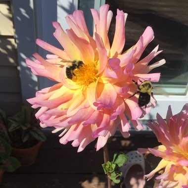 Dahlia (Border Varieties)