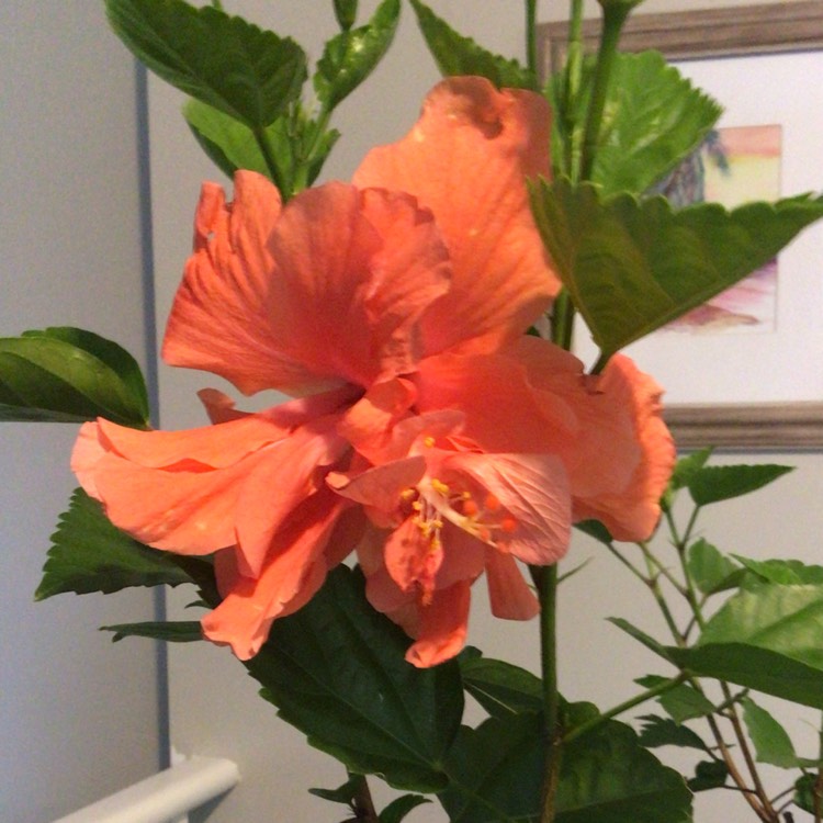 plant image 1624594 plant image 1624594