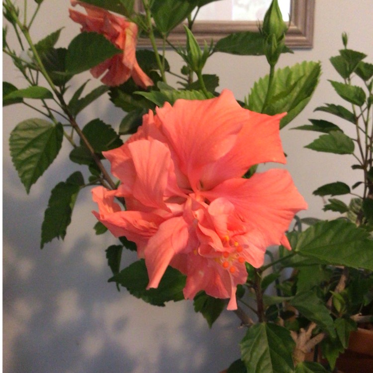 plant image 1624818 plant image 1624818