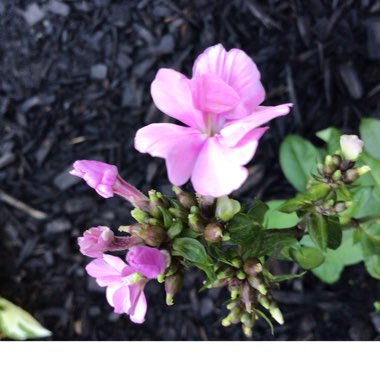 Phlox paniculata
