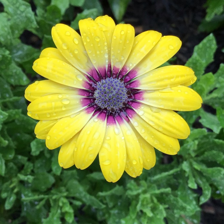 Plant image Osteospermum ecklonis 'Blue Eyed Beauty'