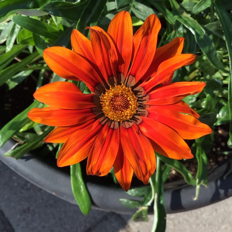 plant image 1627242 plant image 1627242