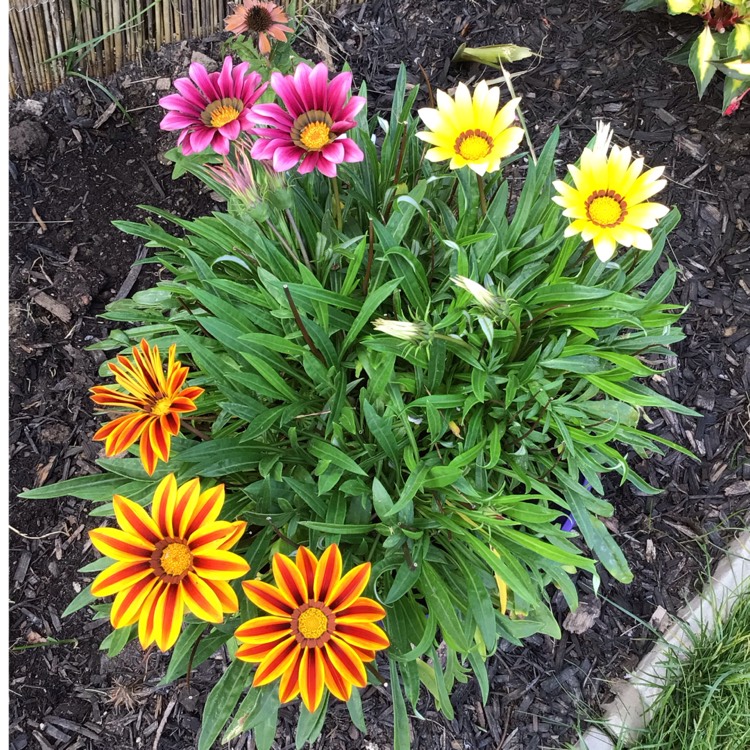 plant image 1627429 plant image 1627429