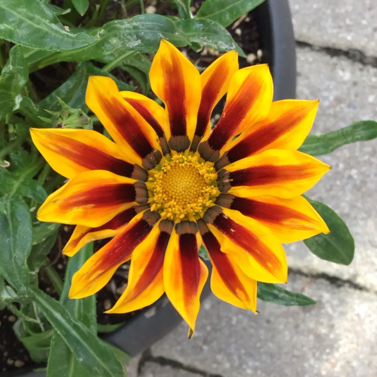 plant image 1627698 plant image 1627698