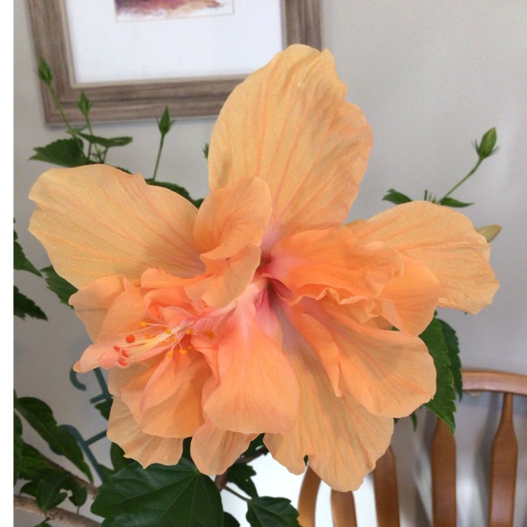 plant image 1627928 plant image 1627928