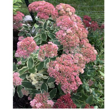 Sedum ‘Autumn Charm'