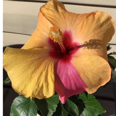 Hibiscus