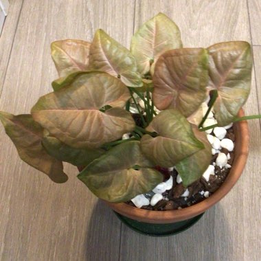 Syngonium podophyllum 'Neon'