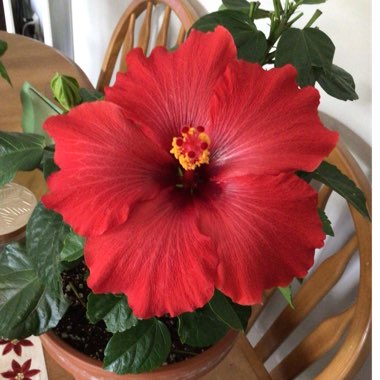 Hibiscus Rosa-sinensis 'Ruby Red'