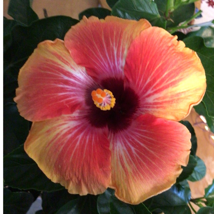 plant image 1628999