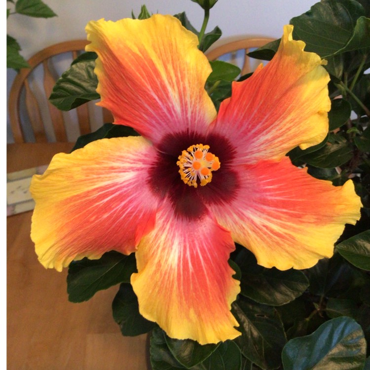 plant image 1629631 plant image 1629631
