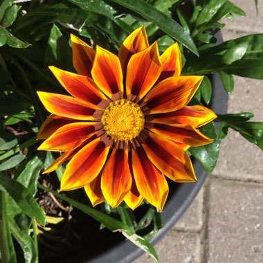 Gazania rigens Big Kiss 'Yellow Flame'