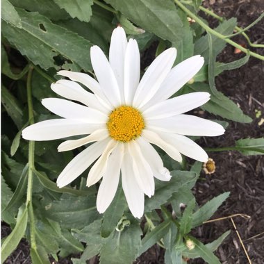 Leucanthemum x superbum 'Alaska'