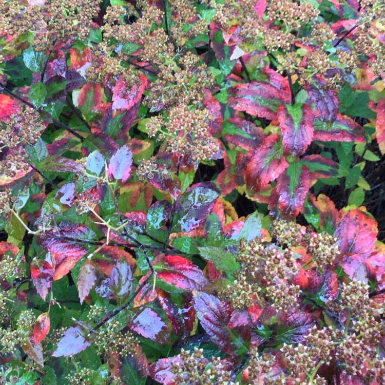 plant image 1633291 plant image 1633291
