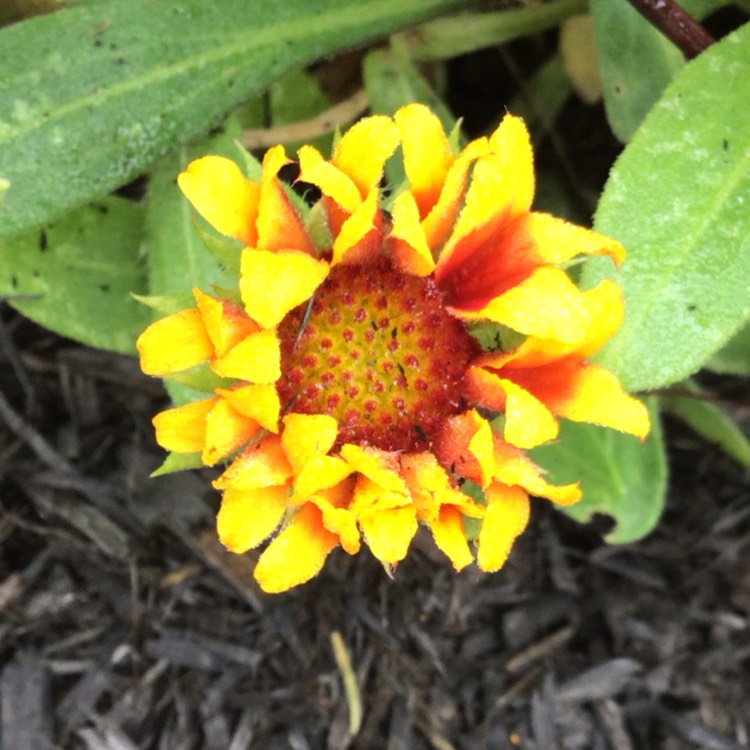 plant image 1634389 plant image 1634389