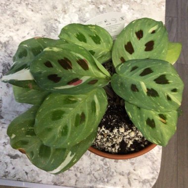Maranta leuconeura kershoveana 'variegated'