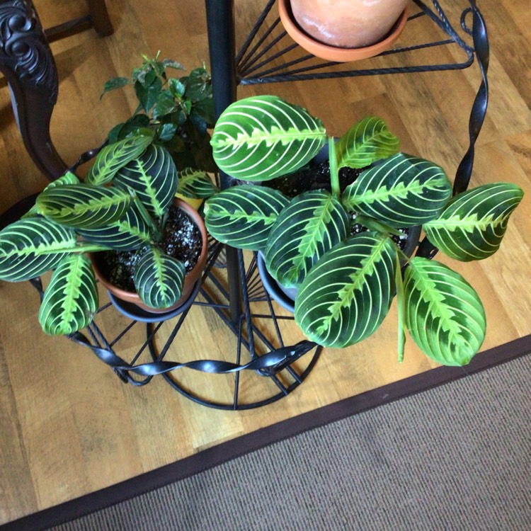 plant image 1636498 plant image 1636498