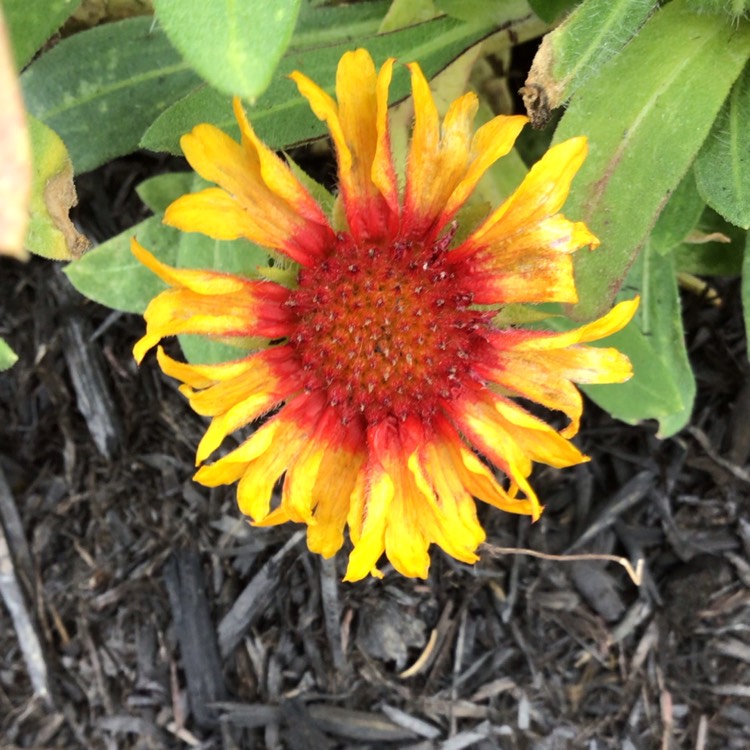 plant image 1636648 plant image 1636648
