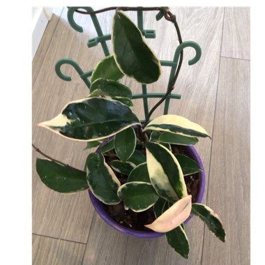 Hoya Krimson Queen