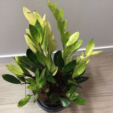 Zamioculcas zamiifolia
