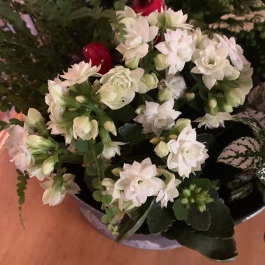 Kalanchoe blossfeldiana 'Double Flower Variety'
