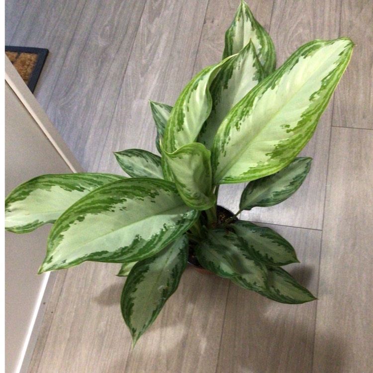 Plant image Aglaonema Silver Bay
