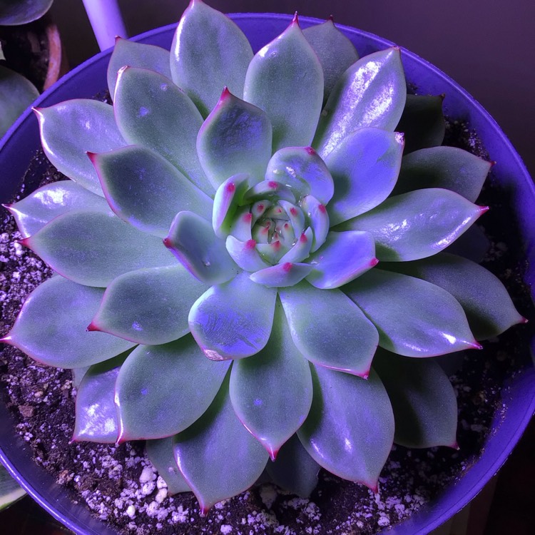 plant image 1646523