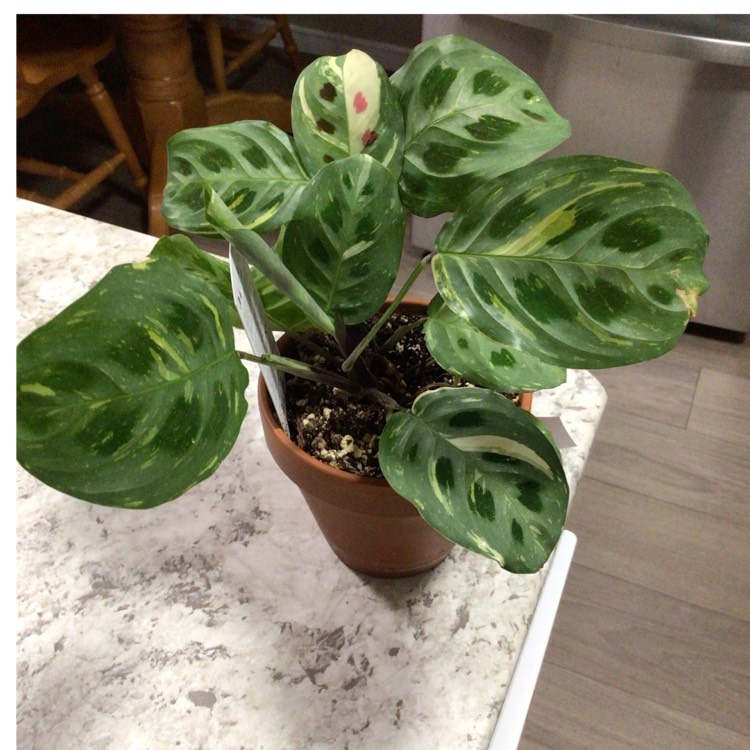 plant image 1647375 plant image 1647375