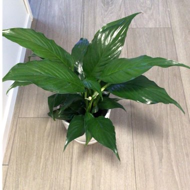 Spathiphyllum wallisii