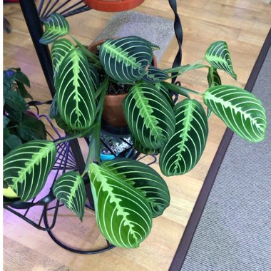 Maranta Leuconeura ‘Marisela'
