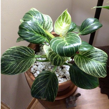Philodendron Birkin