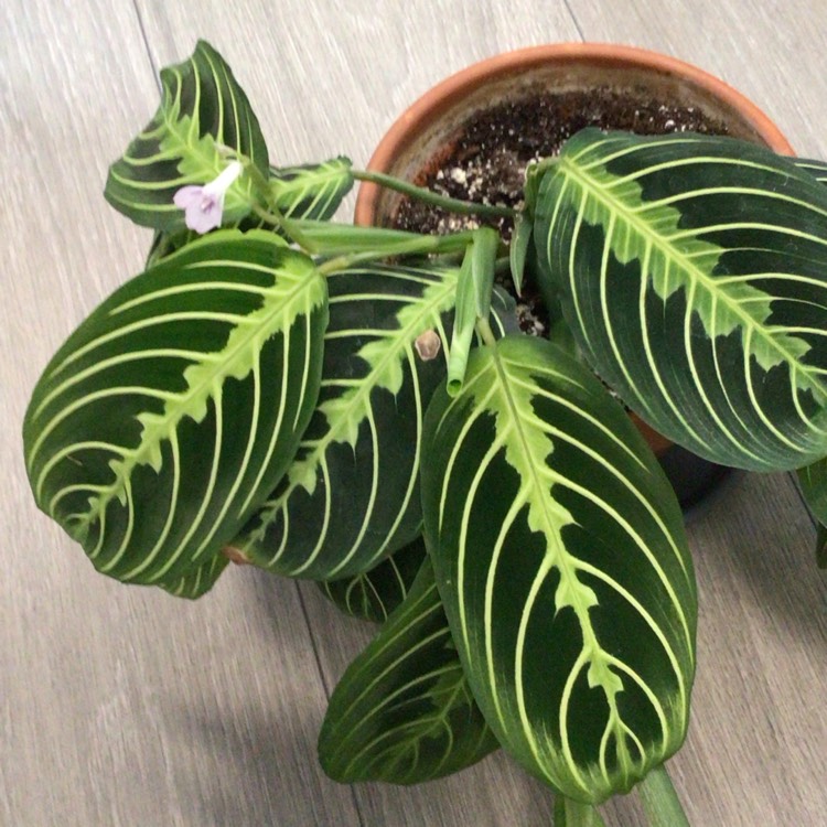 plant image 1652087 plant image 1652087