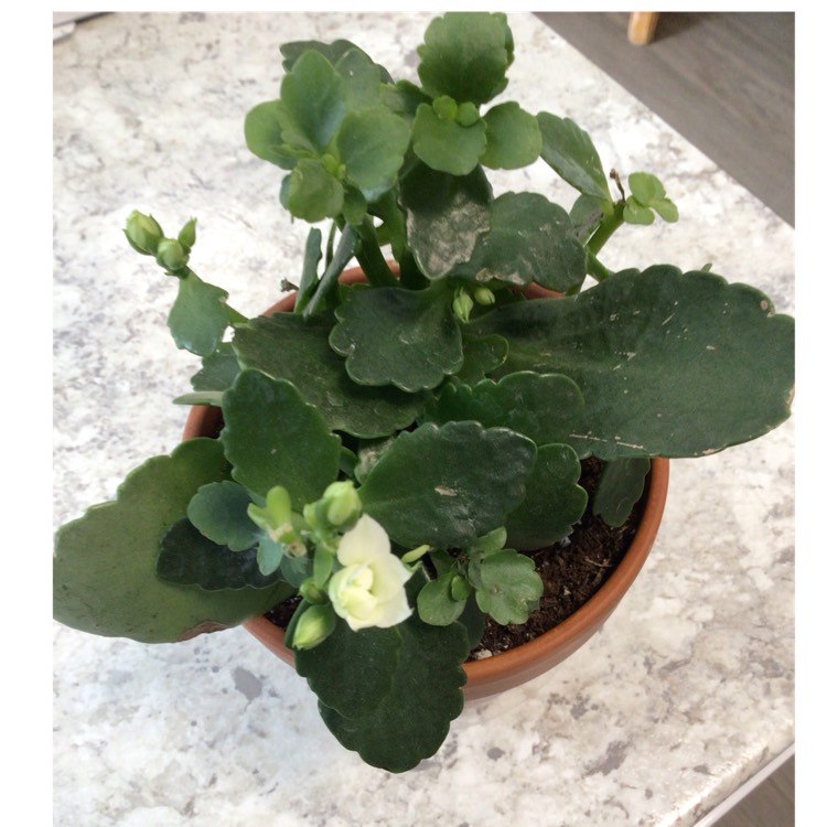 plant image 1652320 plant image 1652320