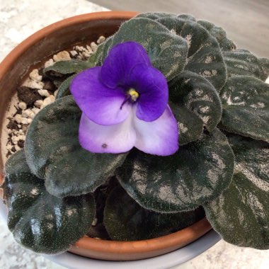 Streptocarpus sect. Saintpaulia  syn. Saintpaulia