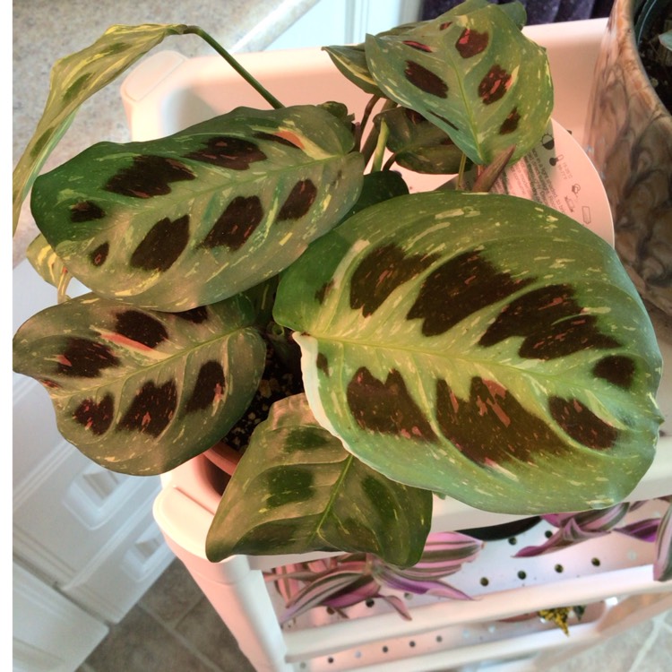 plant image 1652622 plant image 1652622