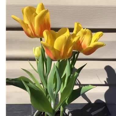 Tulipa