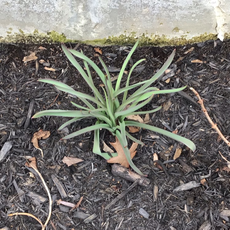 plant image 1655248 plant image 1655248