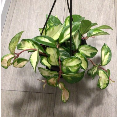 Hoya Carnosa Krimson Princess