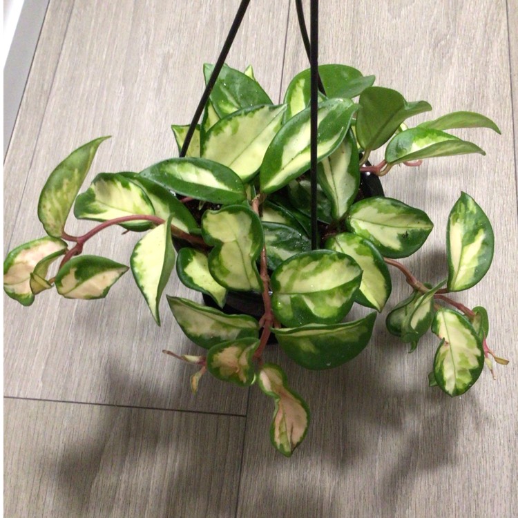 Plant image Hoya Carnosa Krimson Princess