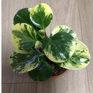 Peperomia obtusifolia 'Variegata'