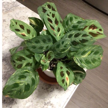 Maranta leuconeura kershoveana 'variegated'