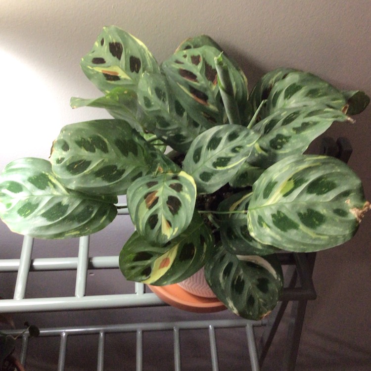 plant image 1658522 plant image 1658522