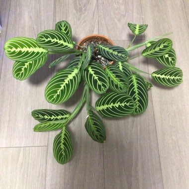 Maranta Leuconeura ‘Marisela'