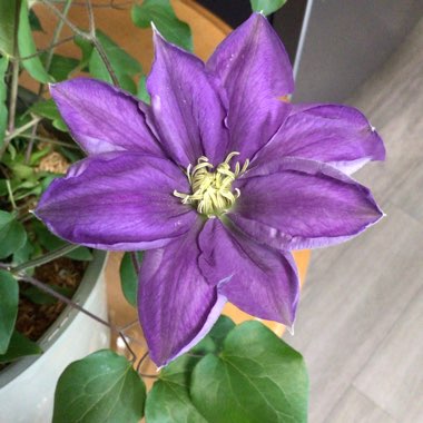 Clematis (Pruning Group 2)