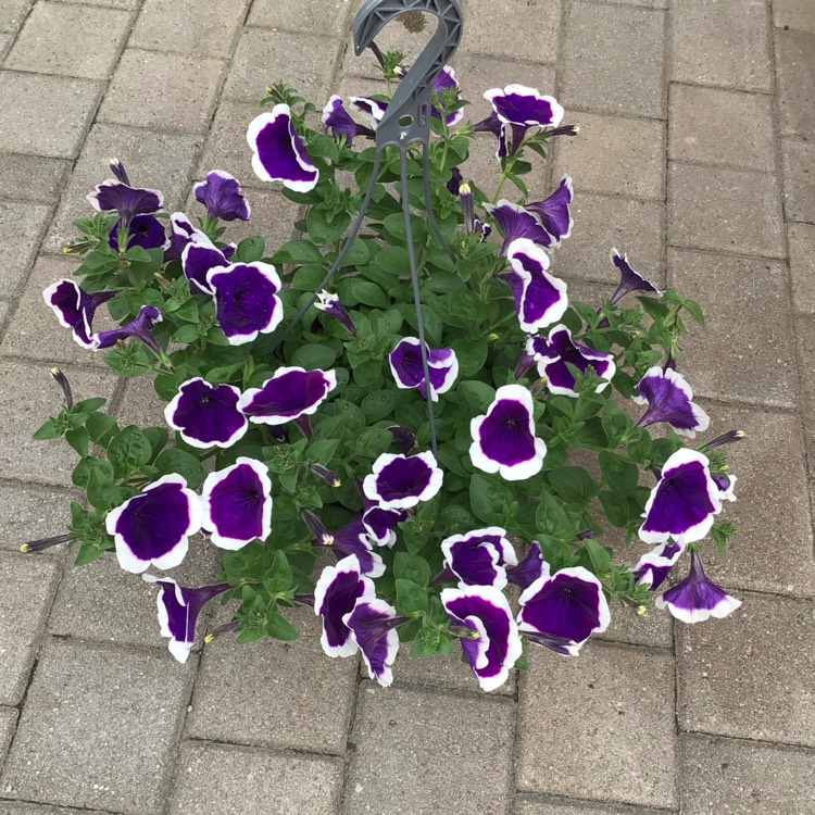 plant image 1663153